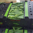 okra box