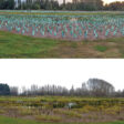 corflute tree guards application