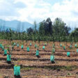 Corrugated Plastic Plant Protection